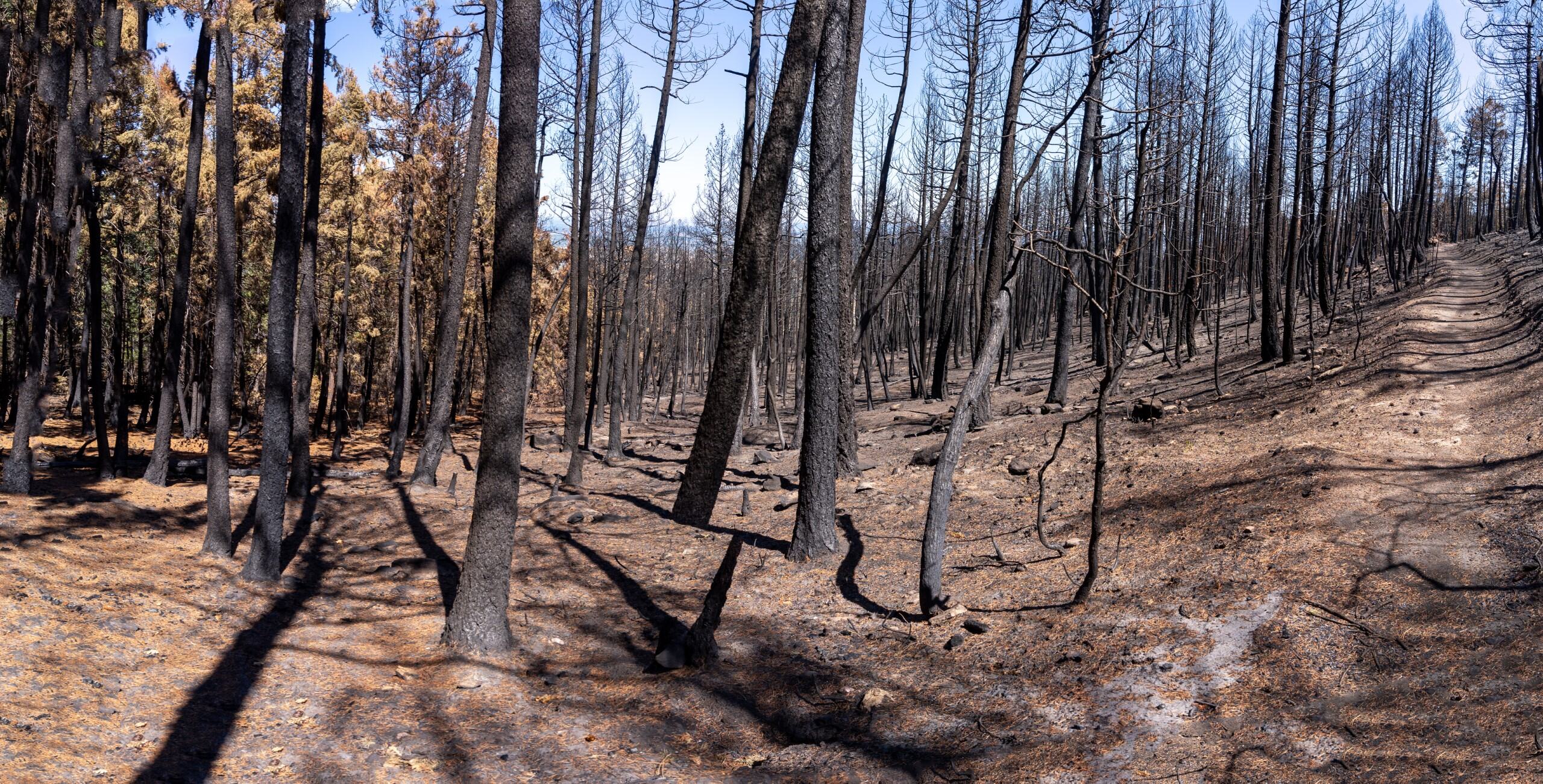 Quarry Fire burn scar
